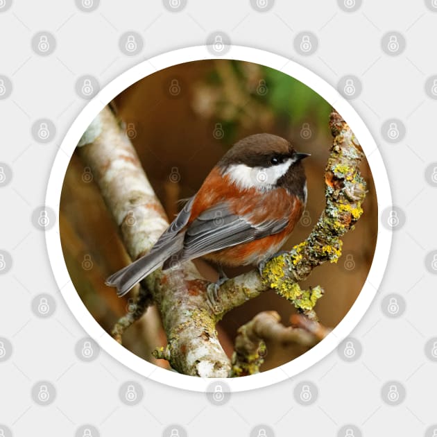 Chestnut-Backed Chickadee on the Cherry Tree Magnet by walkswithnature